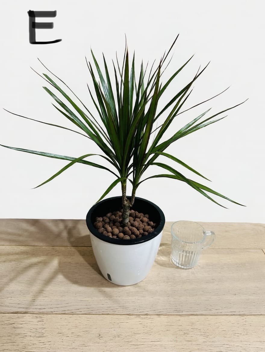 수경재배로 쉽게 공기정화화초 드라세나 마지나타 - 1