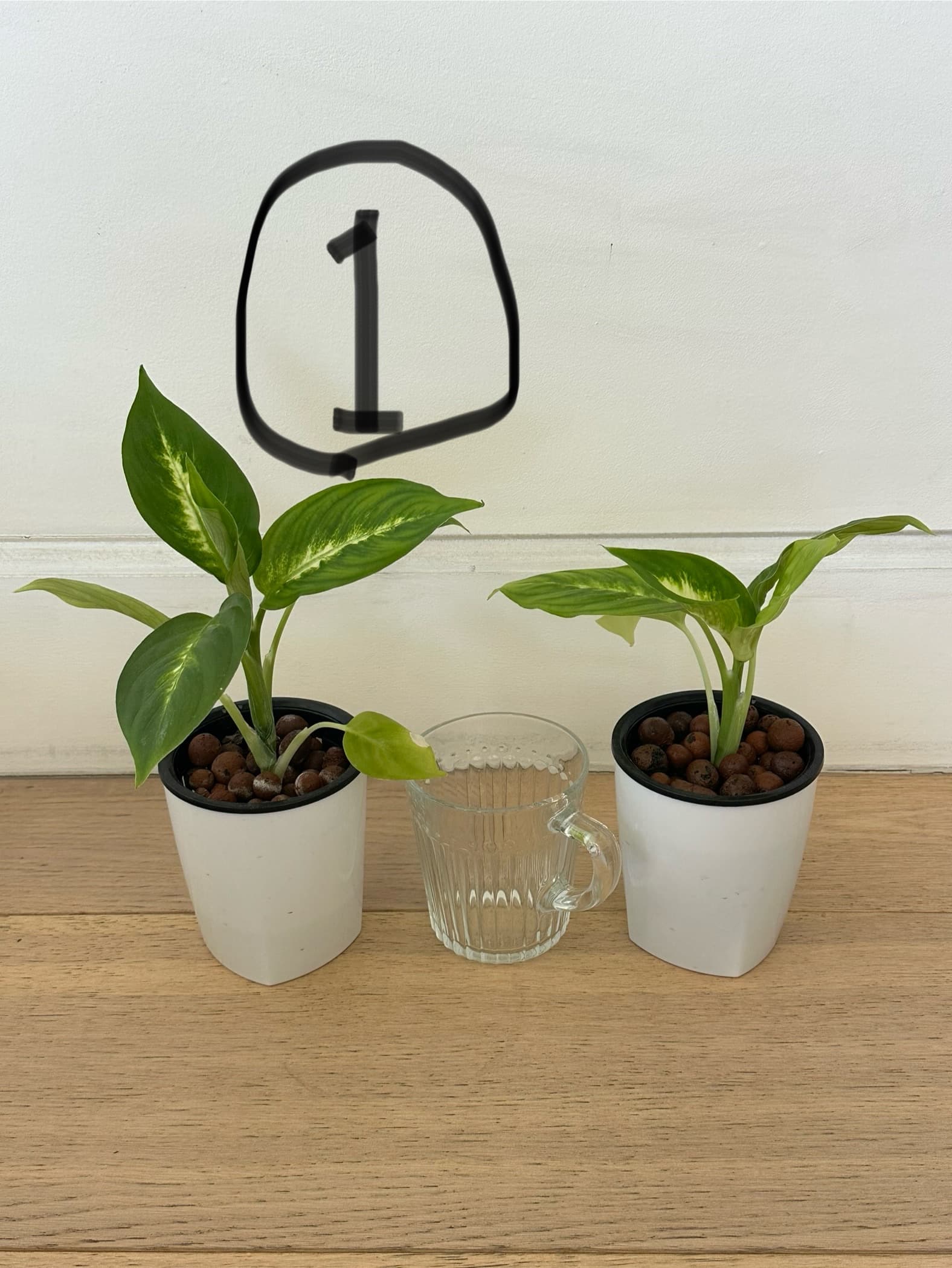 황토볼로 수경재배하는 공기정화화초들 마리안느 금전수 드라세나 - 1