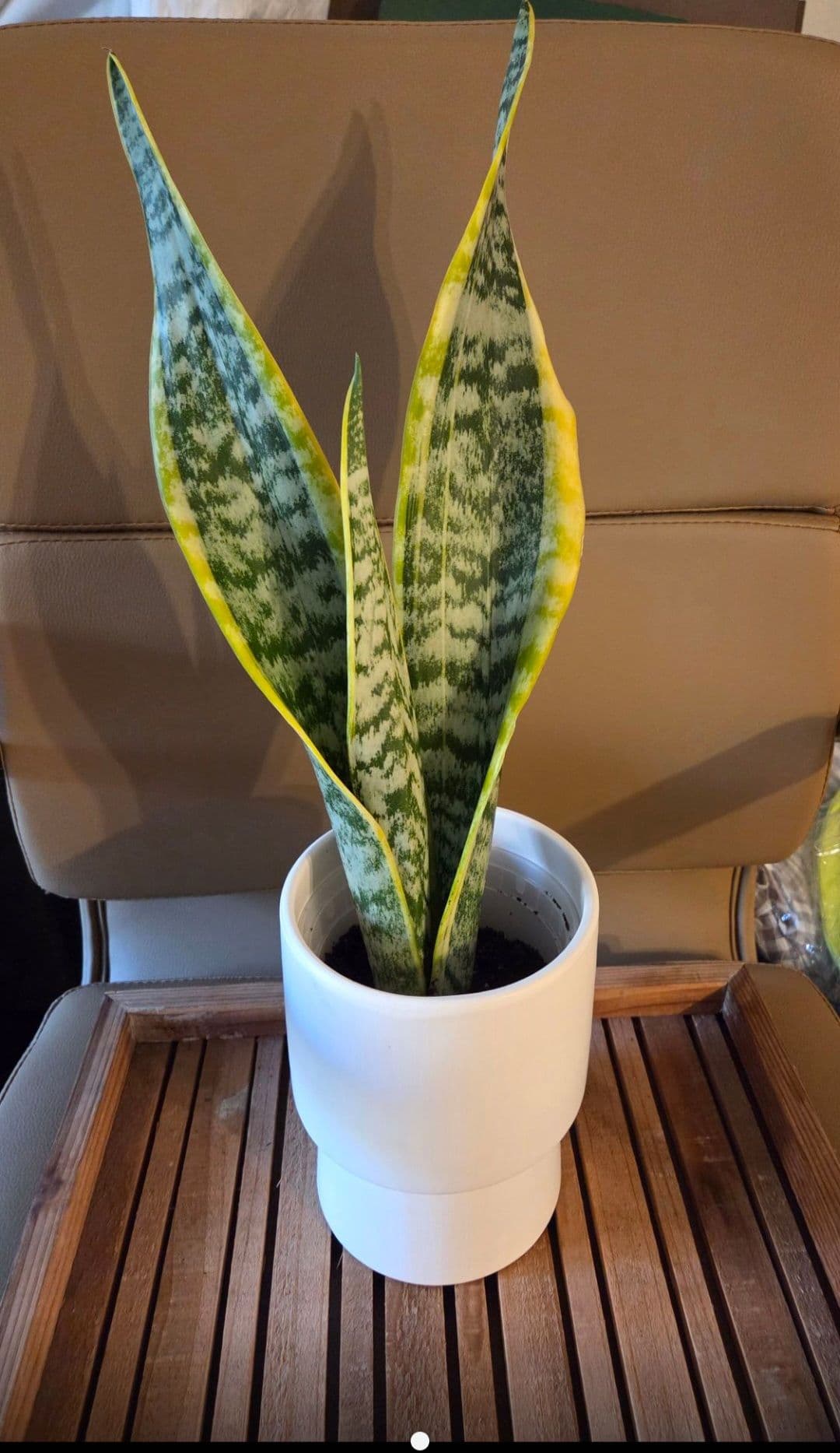 산세베리아( 도자기화분. - 1