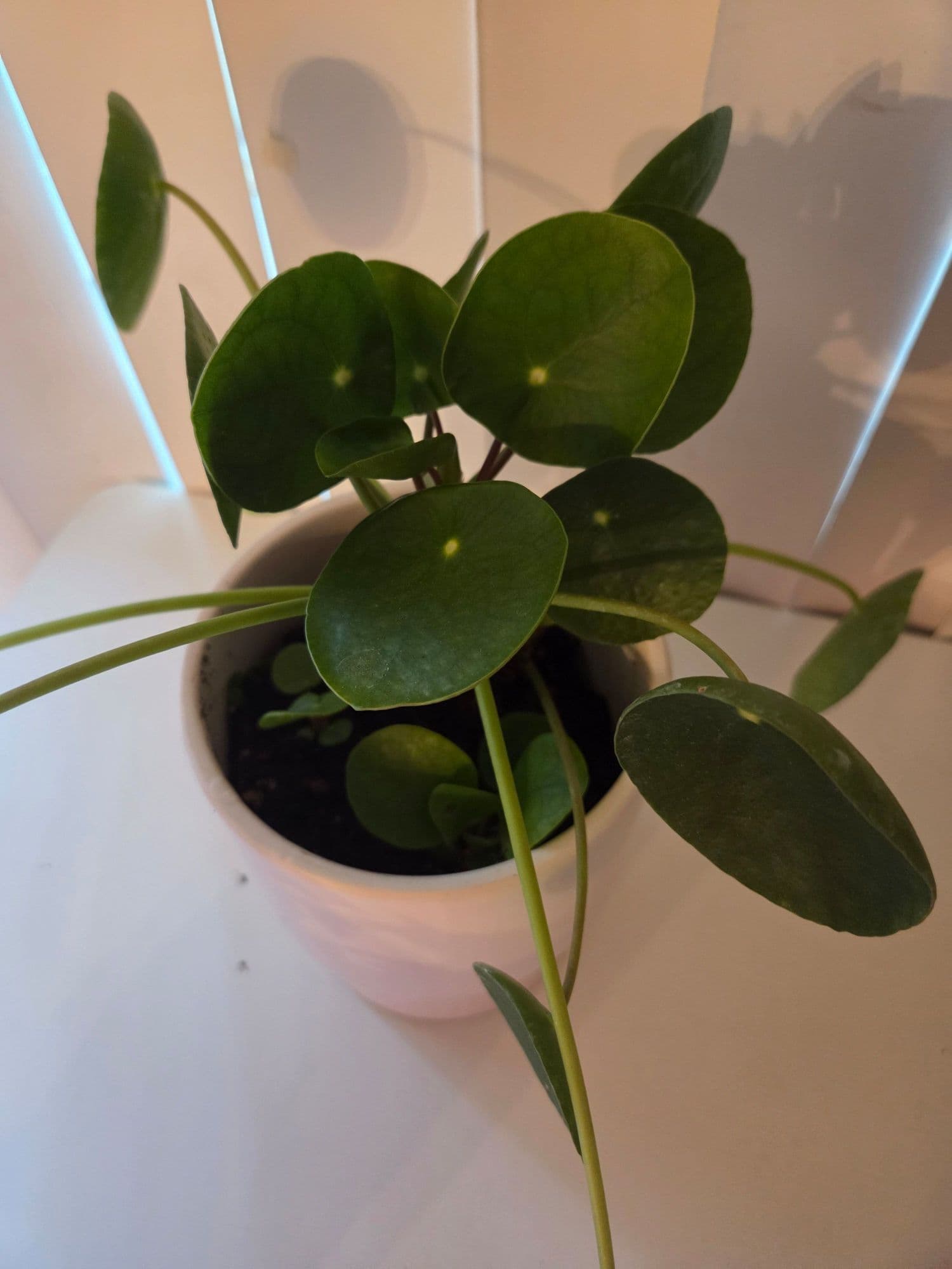 필라페페( 도자기화분 - 1