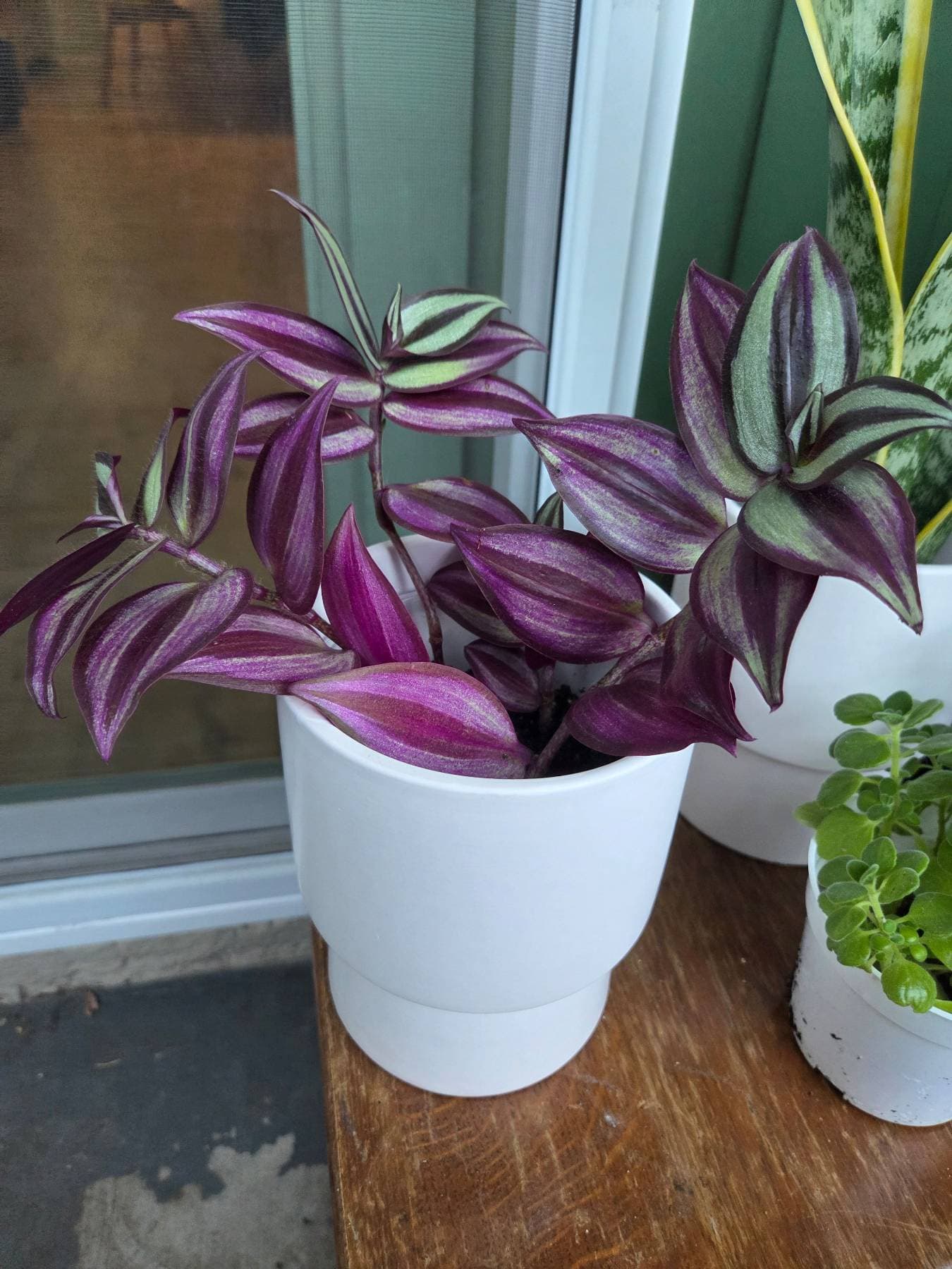 보라색달개비( 도자기화분. - 1