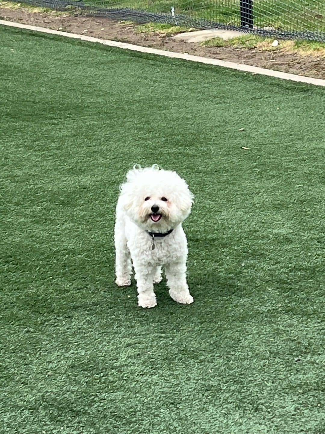 🐶LA 강아지 시터💙