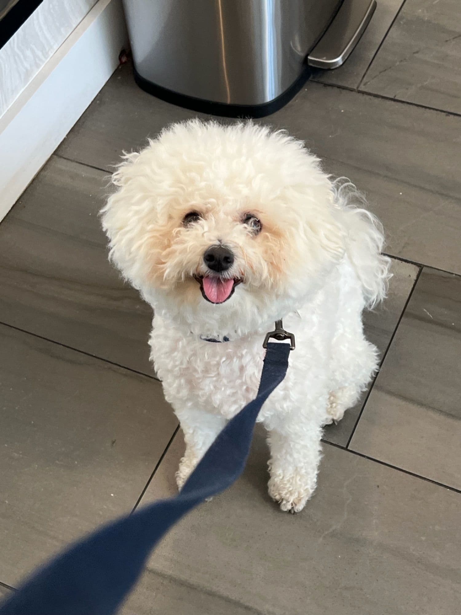 LA 강아지 시터 구해요