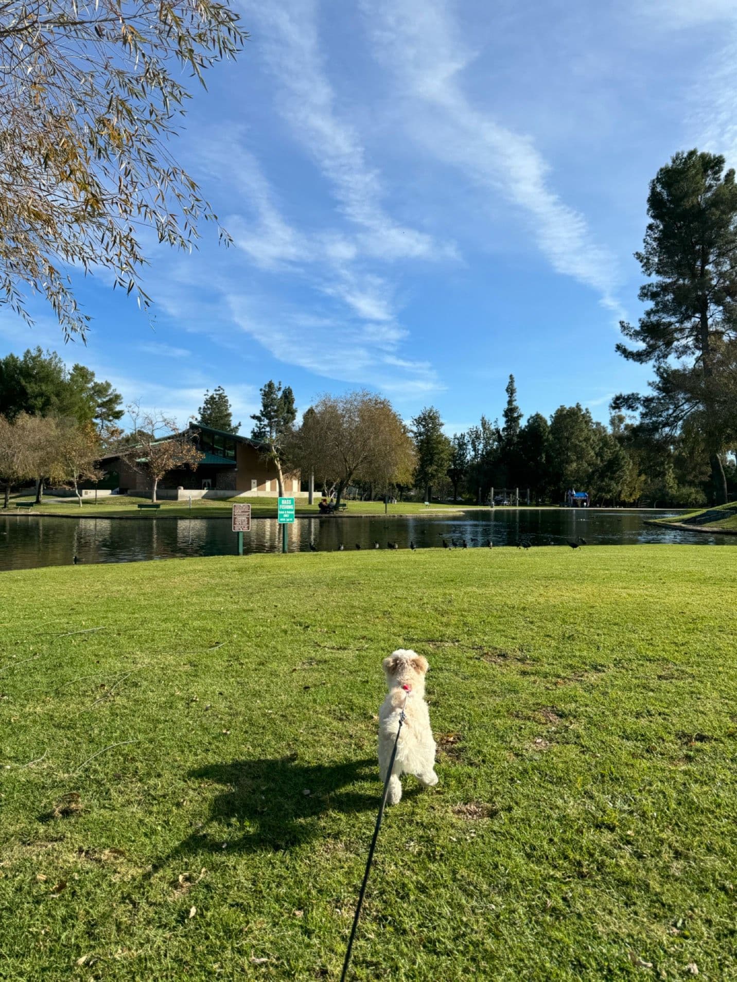 🐶OC강아지시터 해드립니다