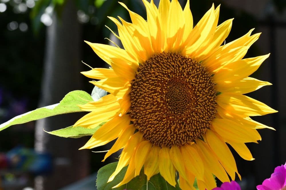 미국을다시 위대하게