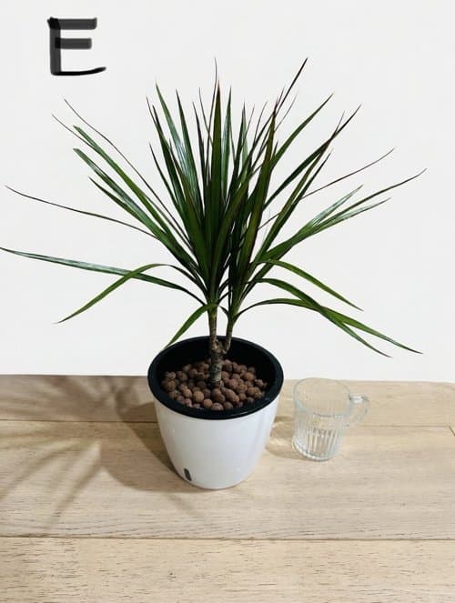 수경재배로 쉽게 공기정화화초 드라세나 마지나타