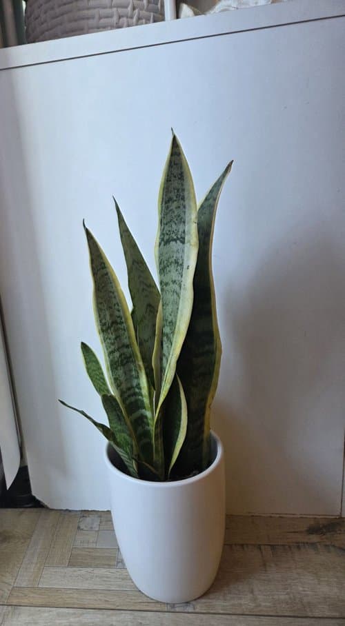 산세베리아화분