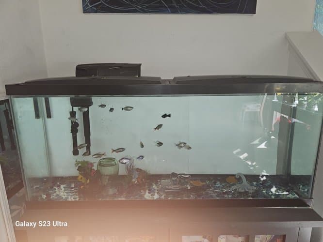 어항 55 gallon size