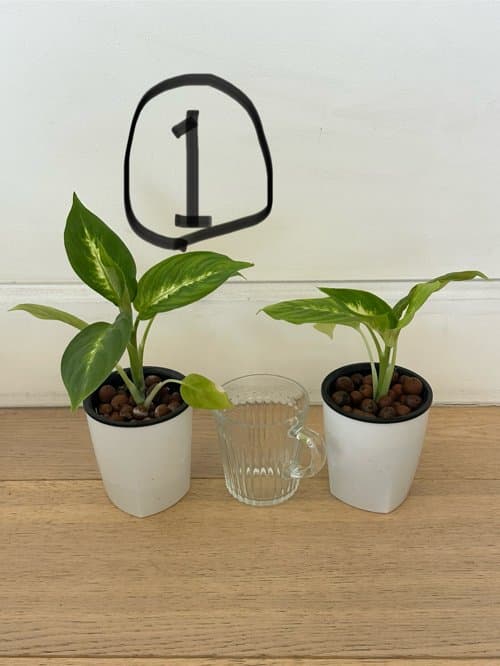 황토볼로 수경재배하는 공기정화화초들 마리안느 금전수 드라세나