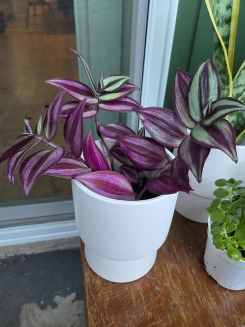 보라색달개비( 도자기화분.