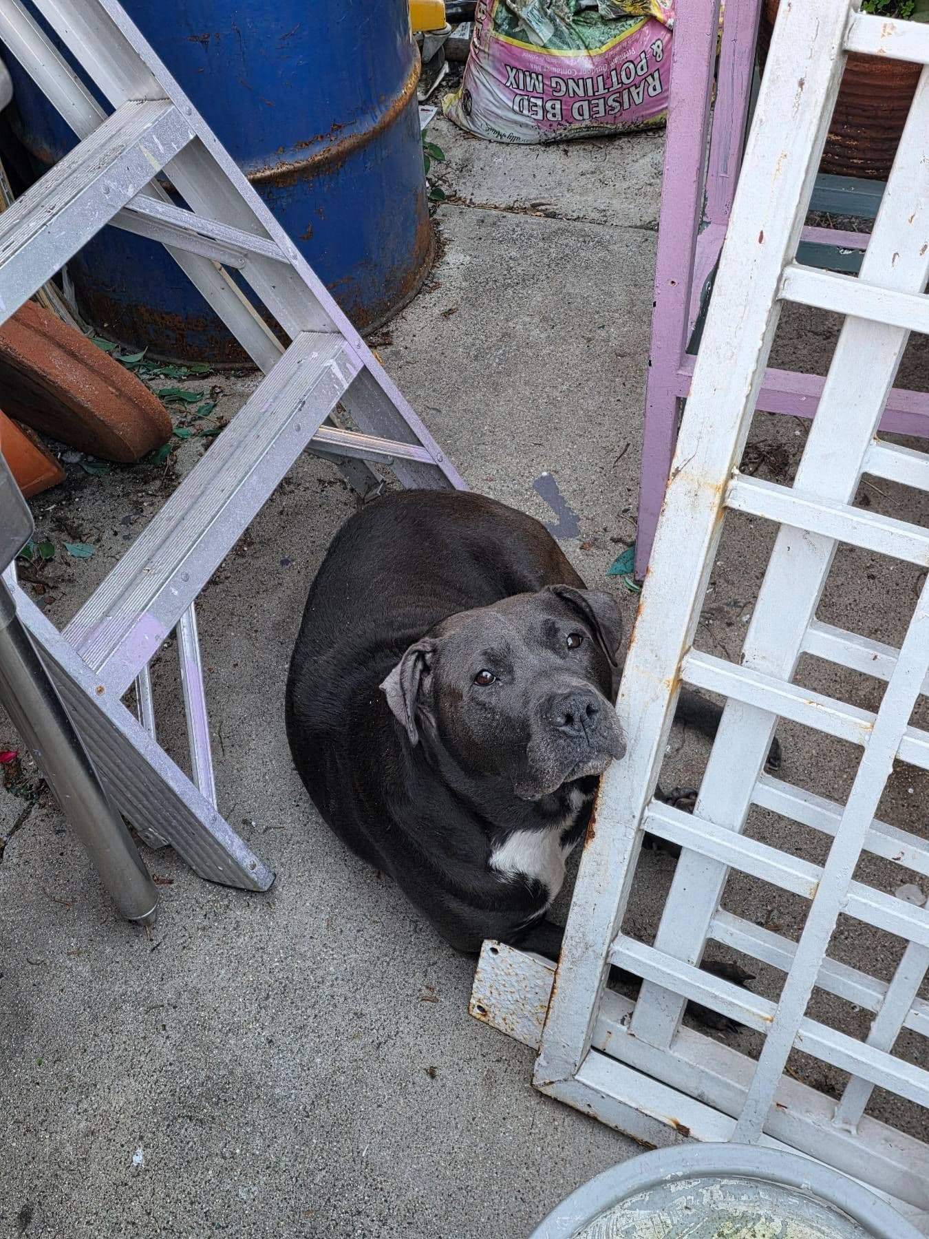 홈네스 강아지 도네이션 - 2