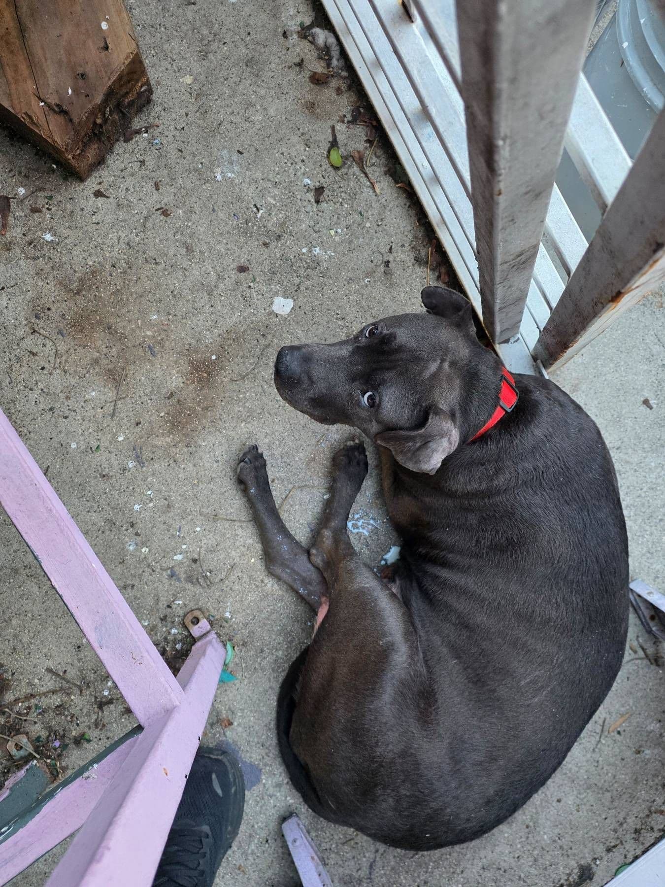 홈네스 강아지 도네이션