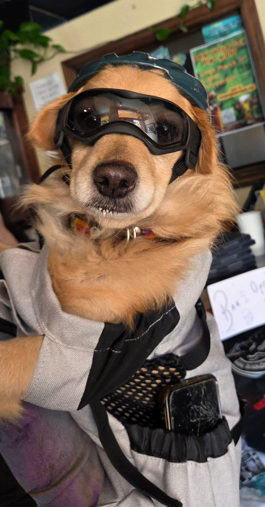 아기 강아지 입양